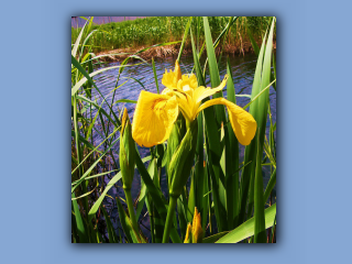 yellow iris.jpg
